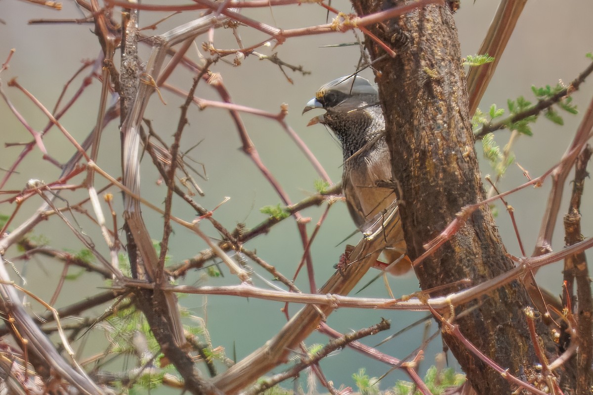 White-headed Mousebird - ML643678359