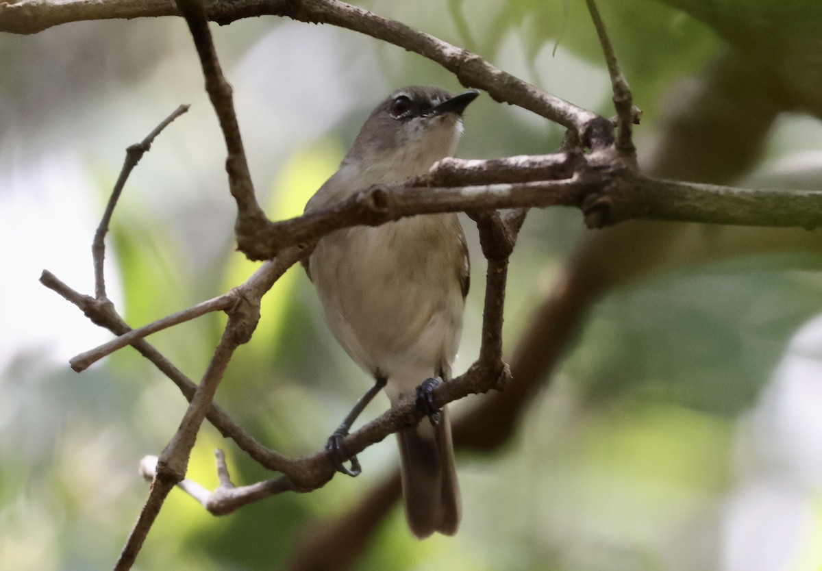 Large-billed Gerygone - ML643678360
