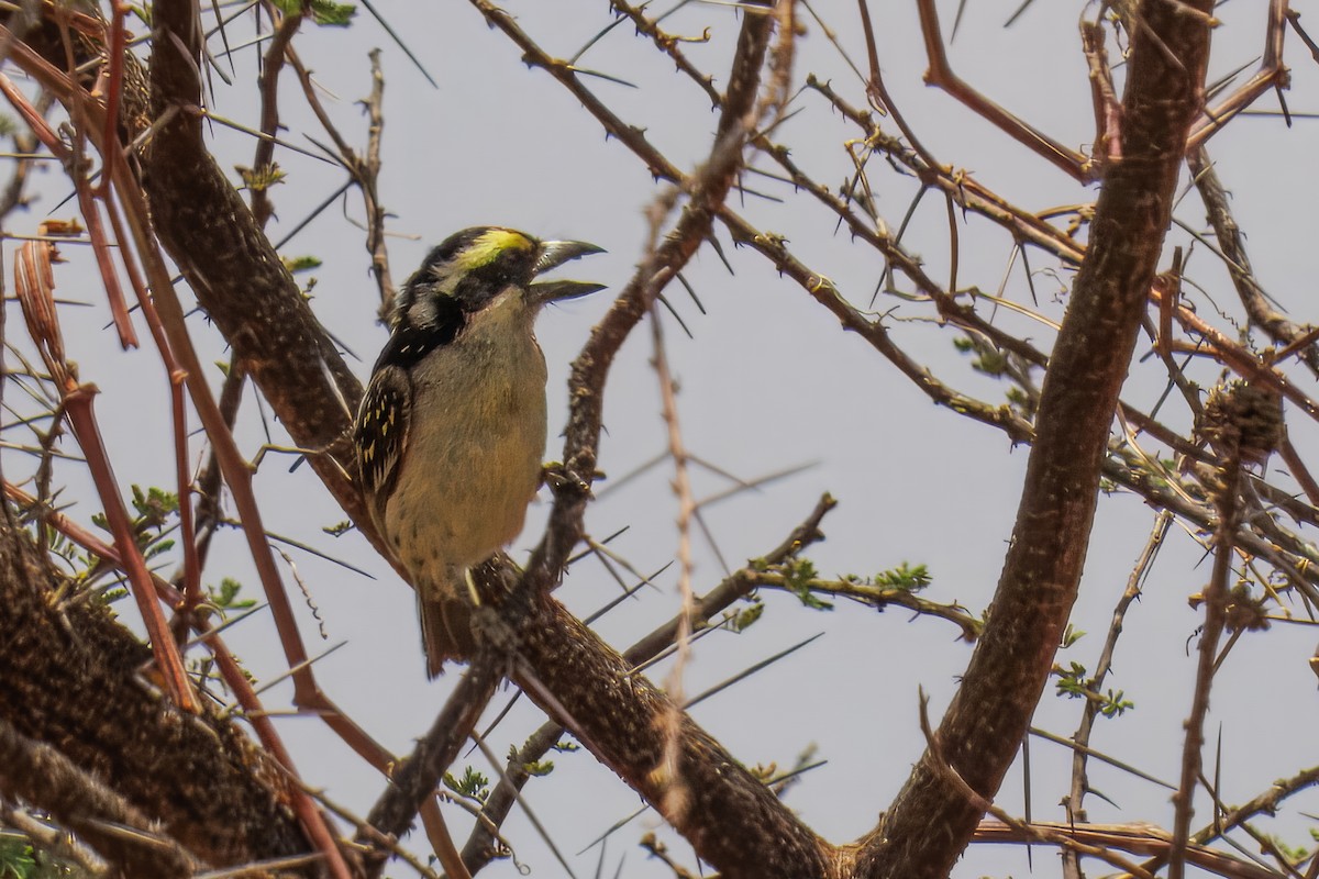 Barbudo Diademado - ML643678363