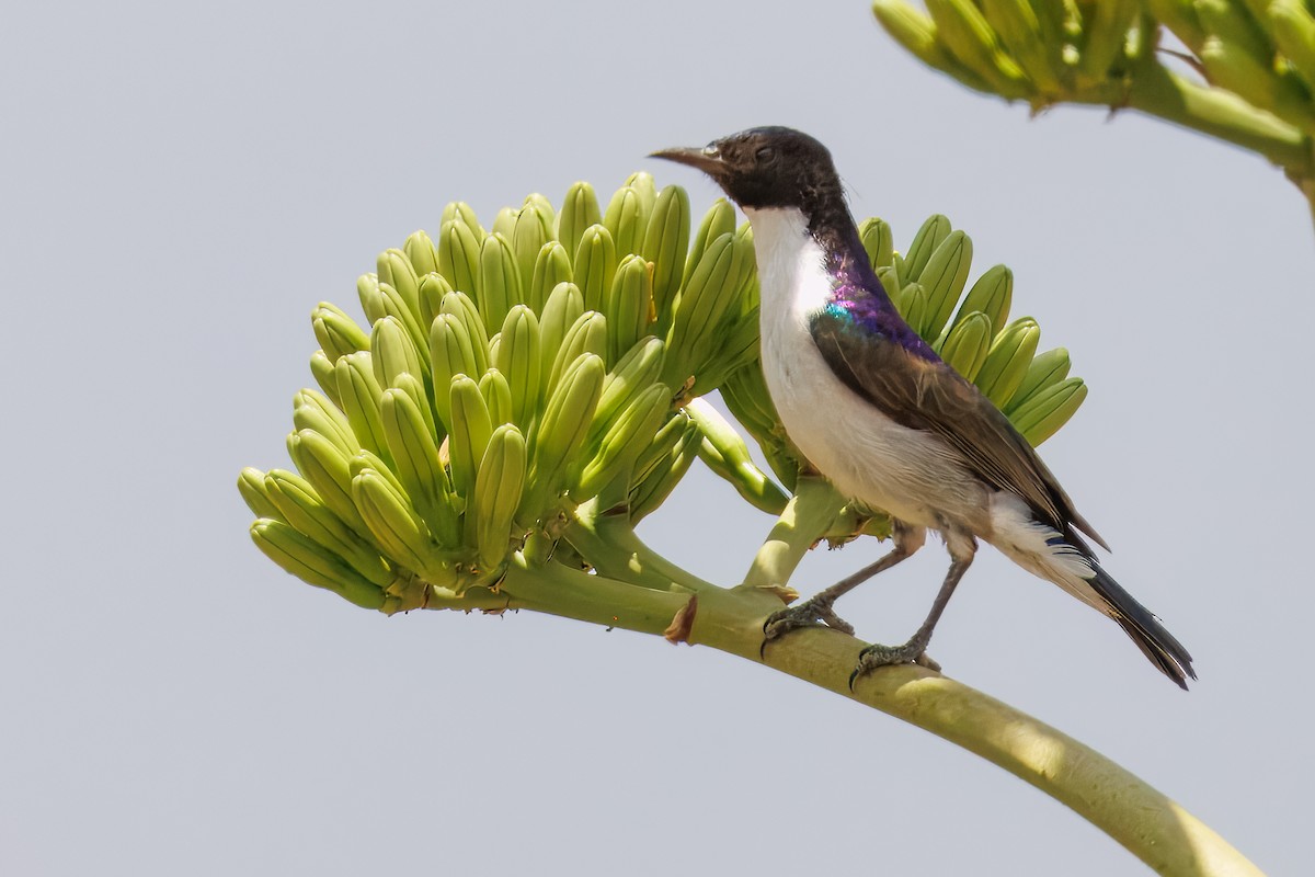 Eastern Violet-backed Sunbird - ML643678366