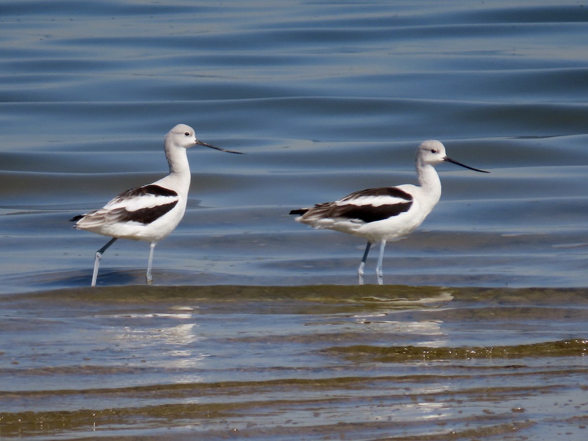 American Avocet - ML643678376