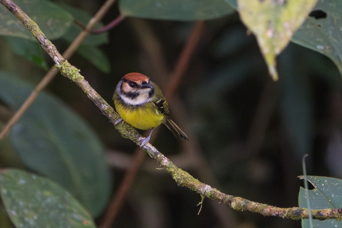 Rufous-crowned Tody-Flycatcher - ML643678378