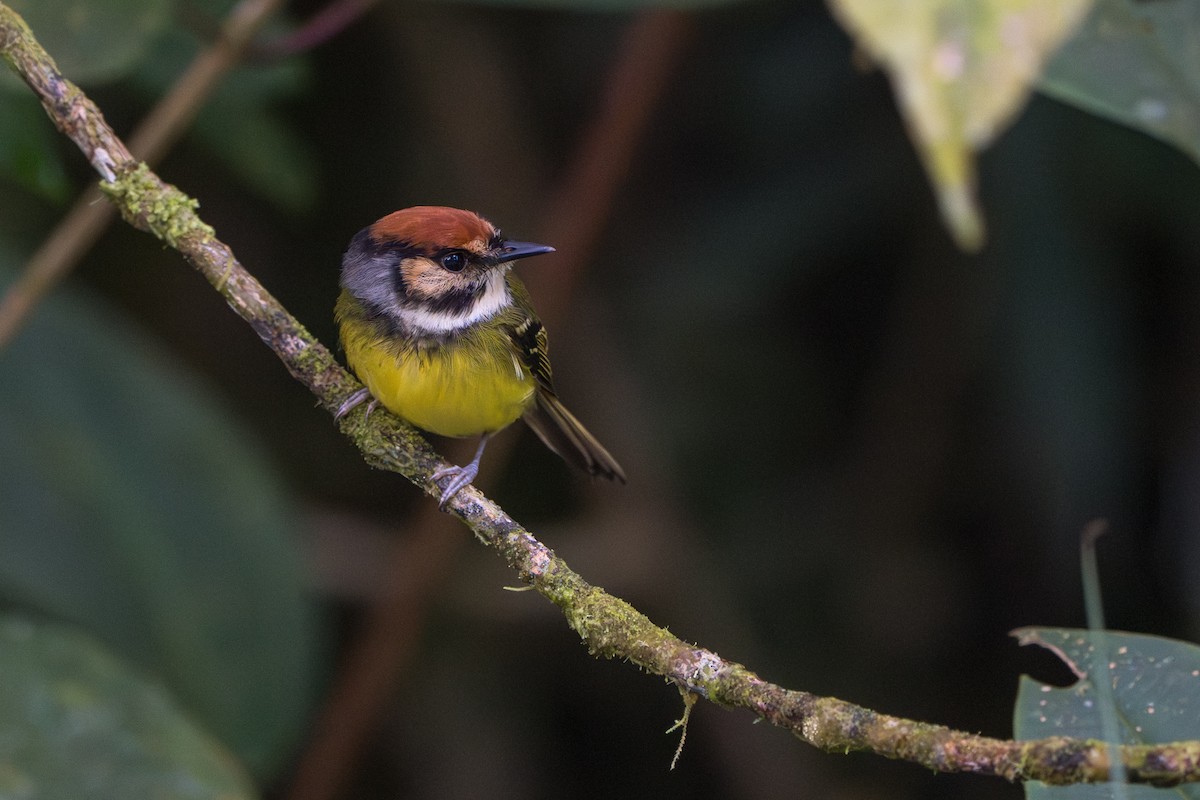 Rufous-crowned Tody-Flycatcher - ML643678379