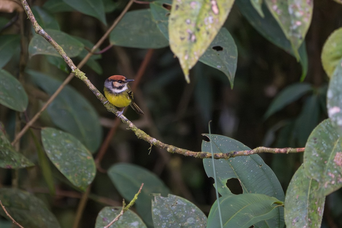 Rufous-crowned Tody-Flycatcher - ML643678380