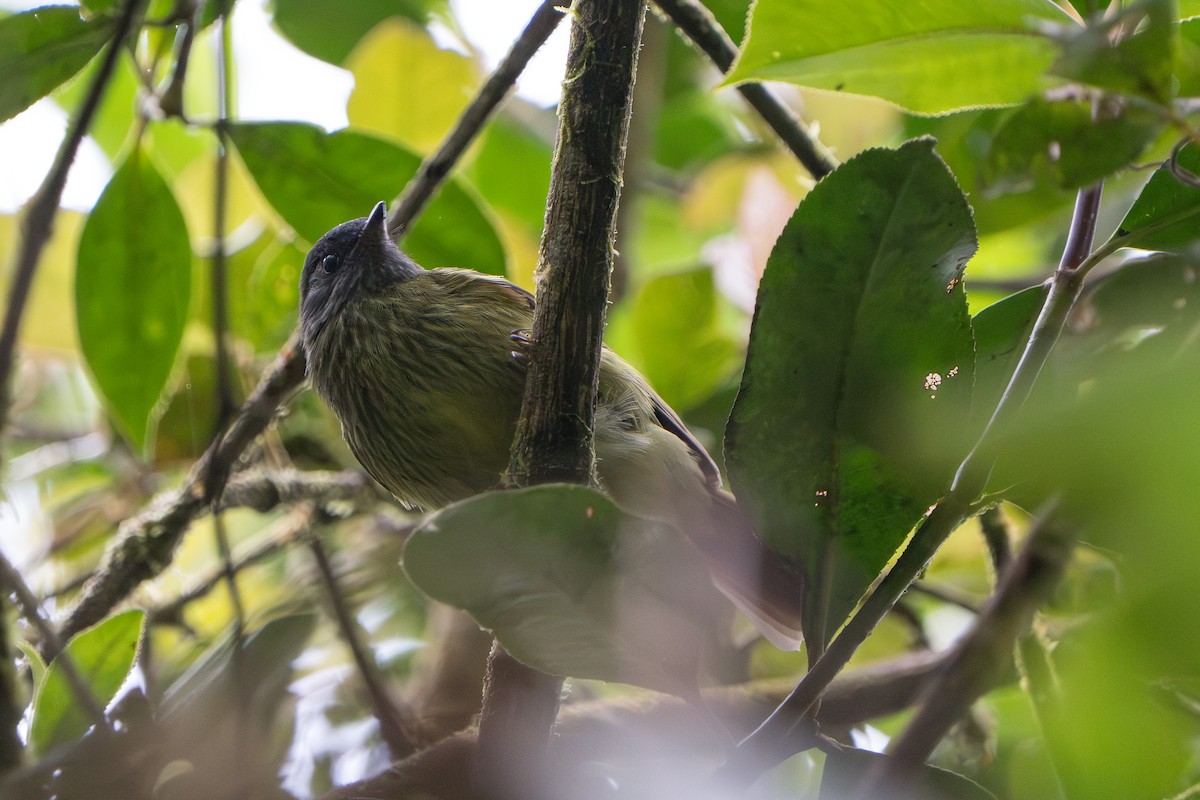 Streak-necked Flycatcher - ML643678384