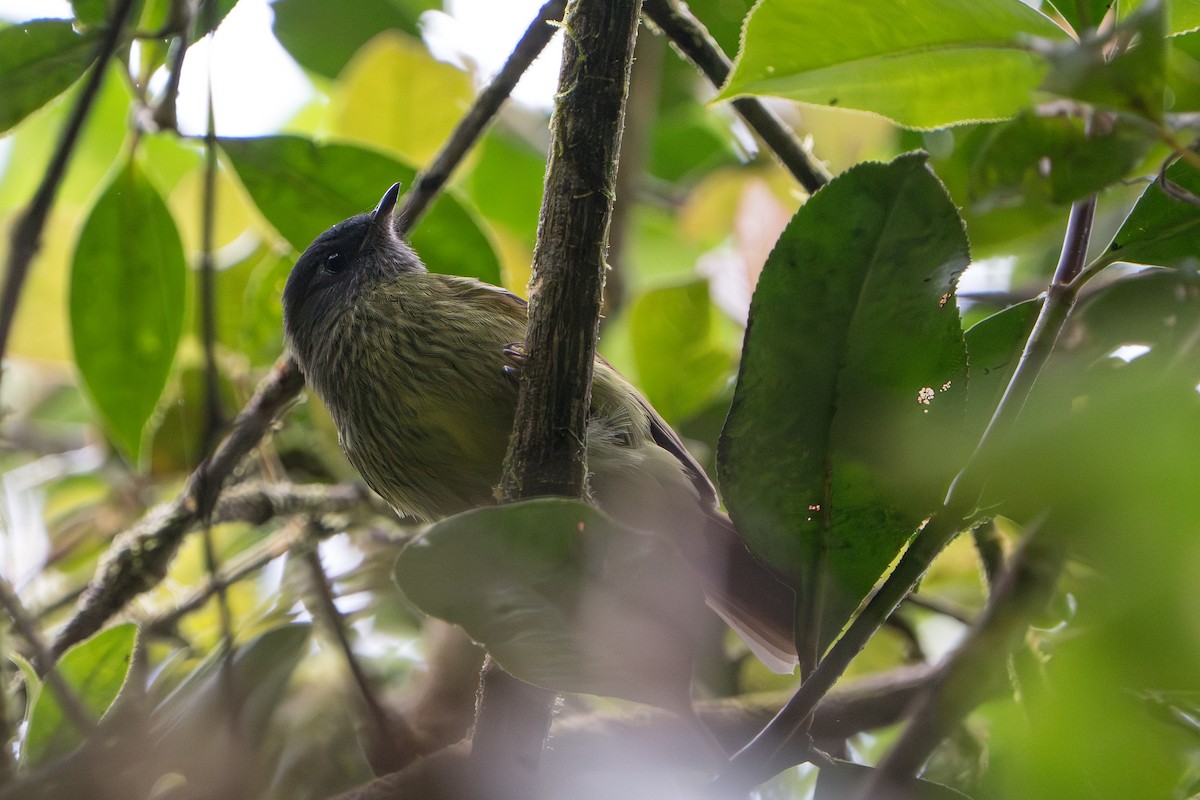 Streak-necked Flycatcher - ML643678385