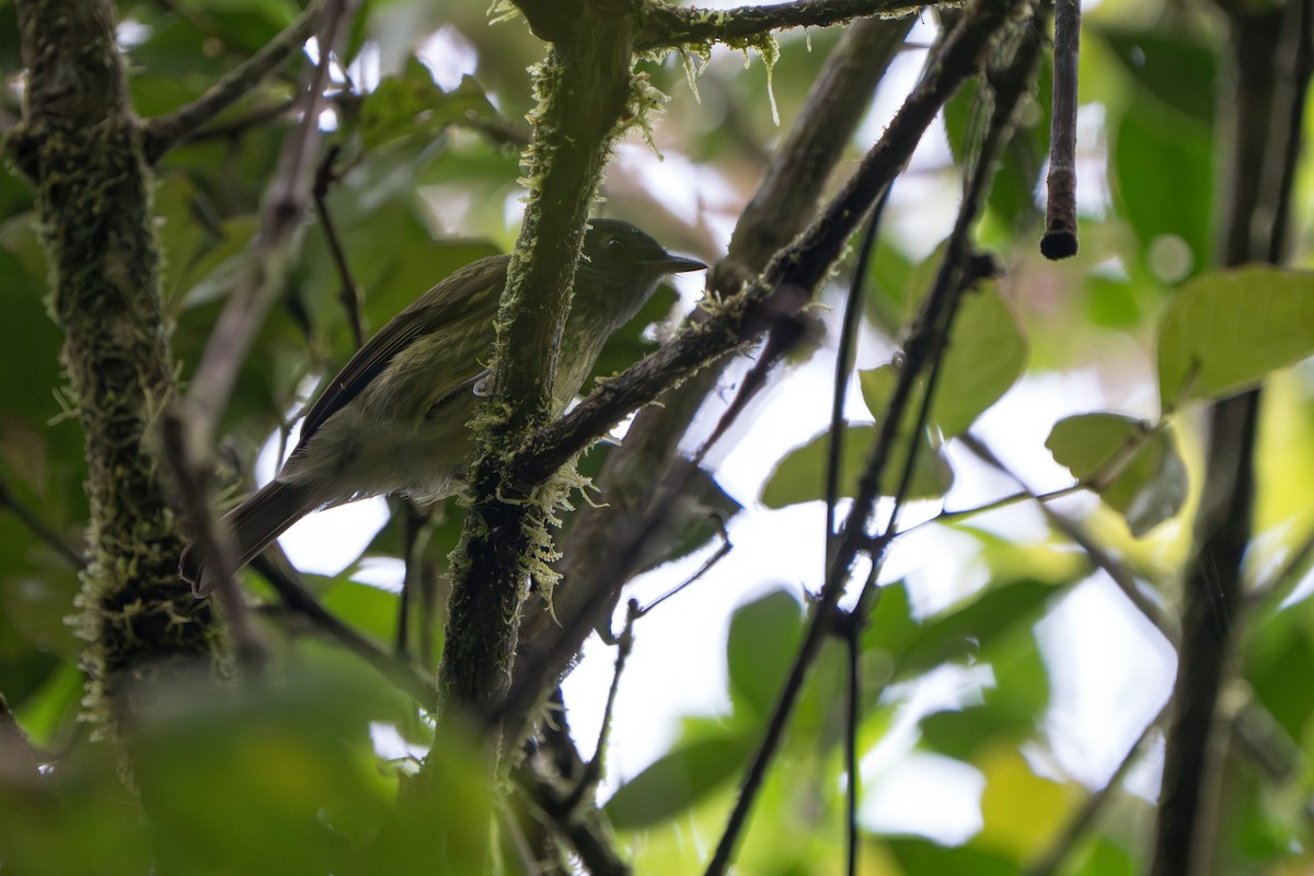 Streak-necked Flycatcher - ML643678386