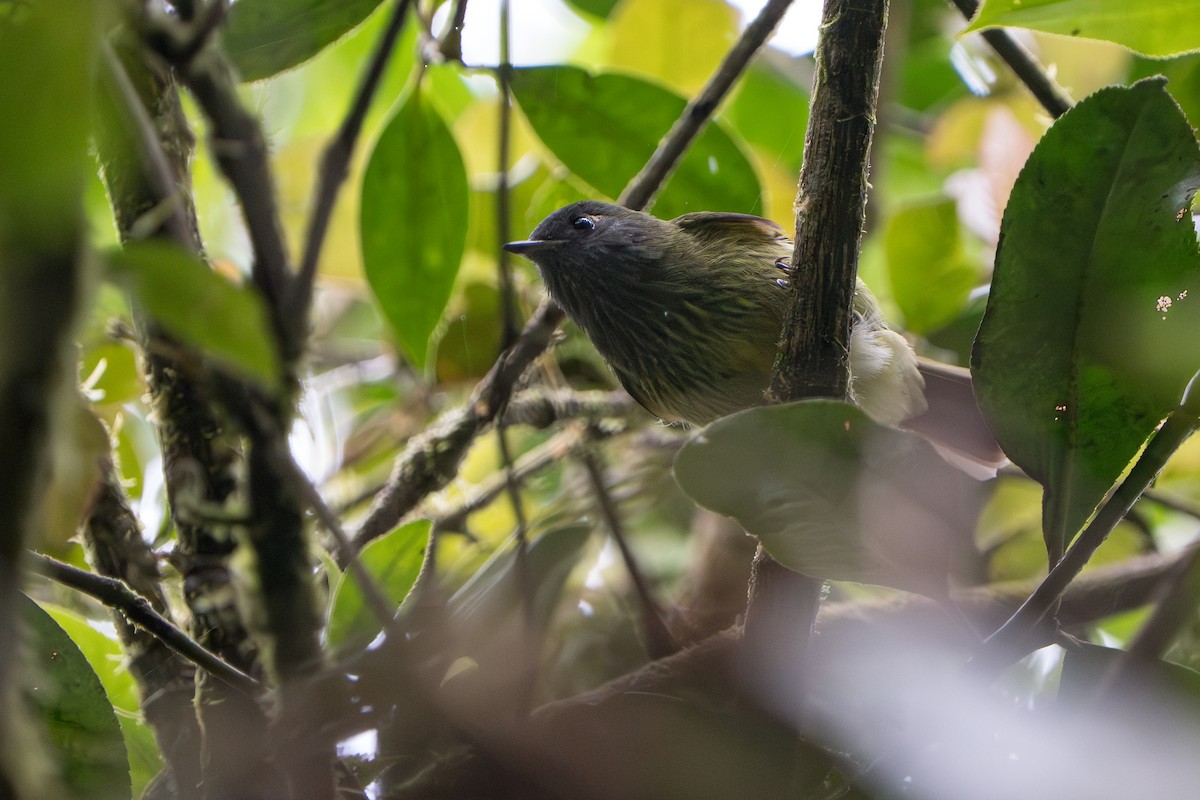Streak-necked Flycatcher - ML643678387