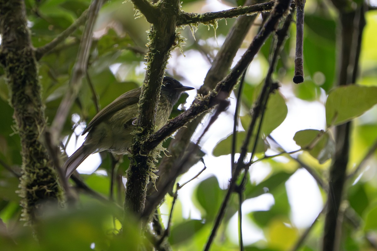 Streak-necked Flycatcher - ML643678388