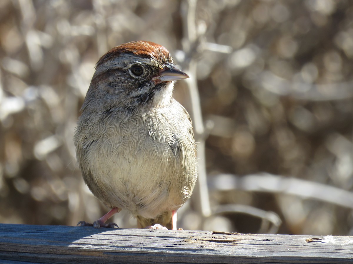 Rufous-crowned Sparrow - ML643678391