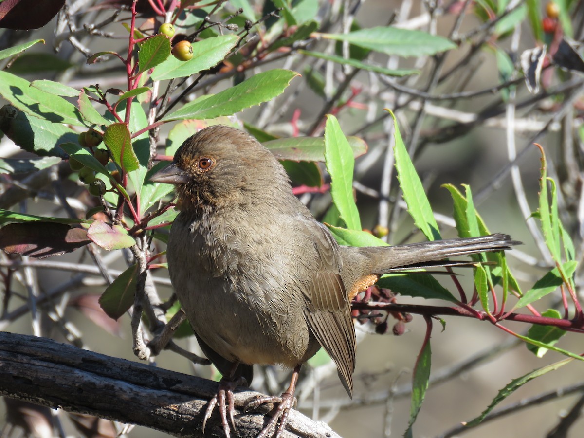 California Towhee - ML643678418