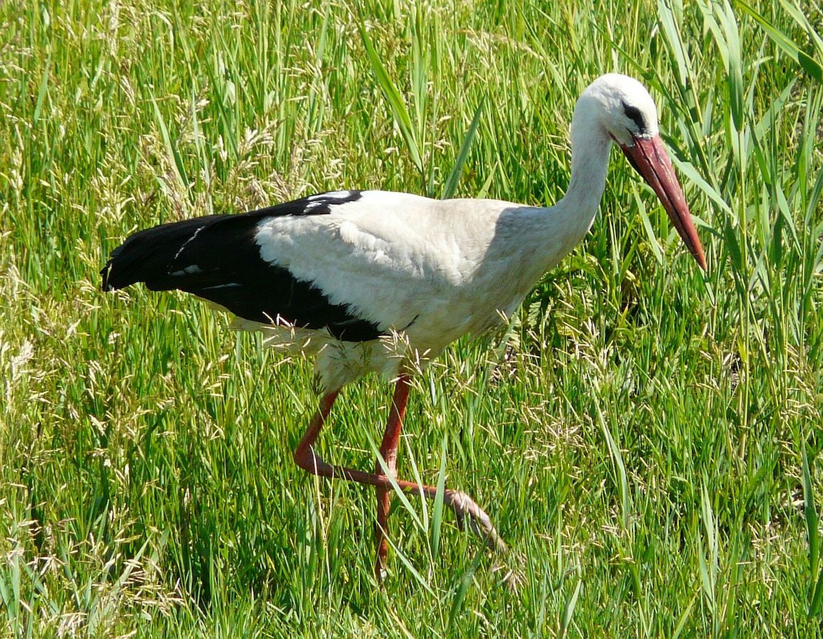 White Stork - ML643678438