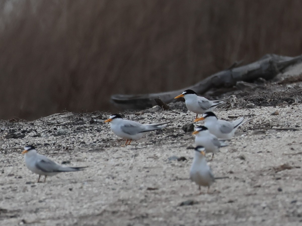 Least Tern - ML643678446