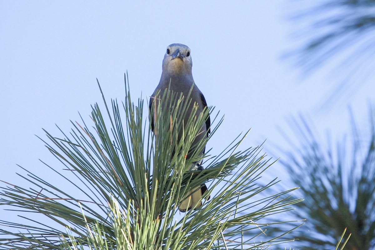 Clark's Nutcracker - ML643678451