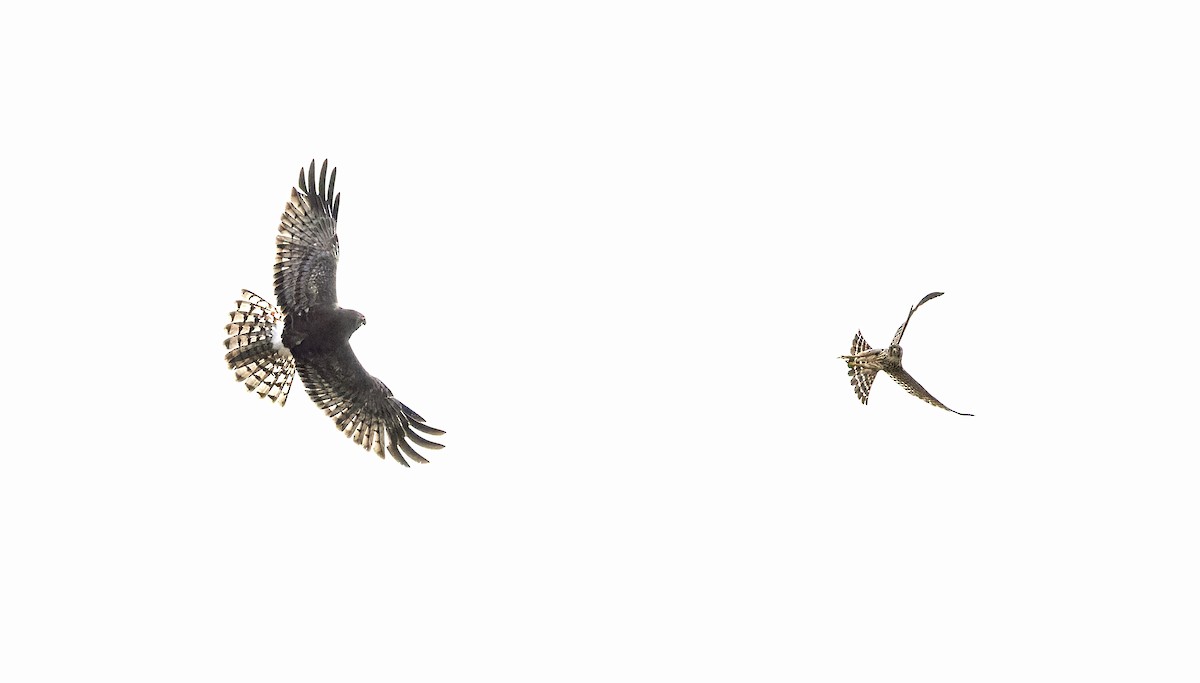 Northern Harrier - ML643678472