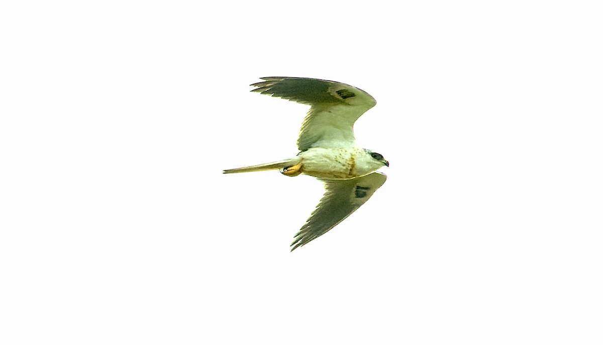 White-tailed Kite - ML643678488