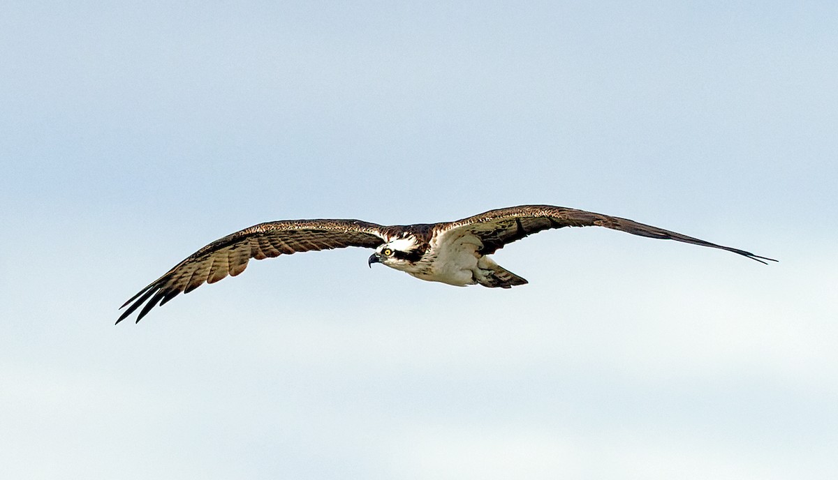 Загасч явлаг - ML643678497