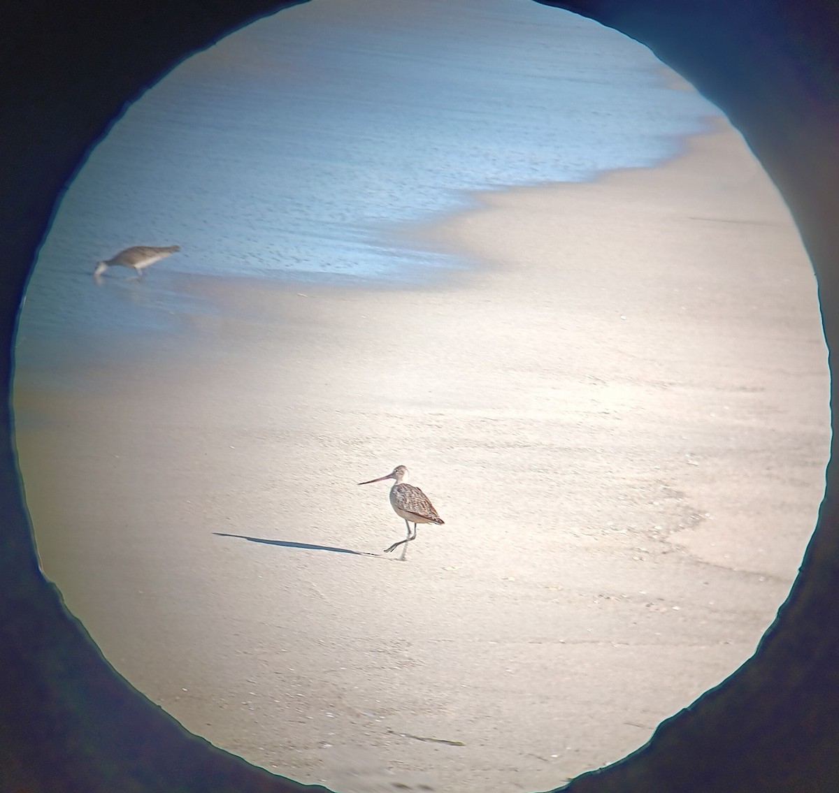 Marbled Godwit - ML643678528