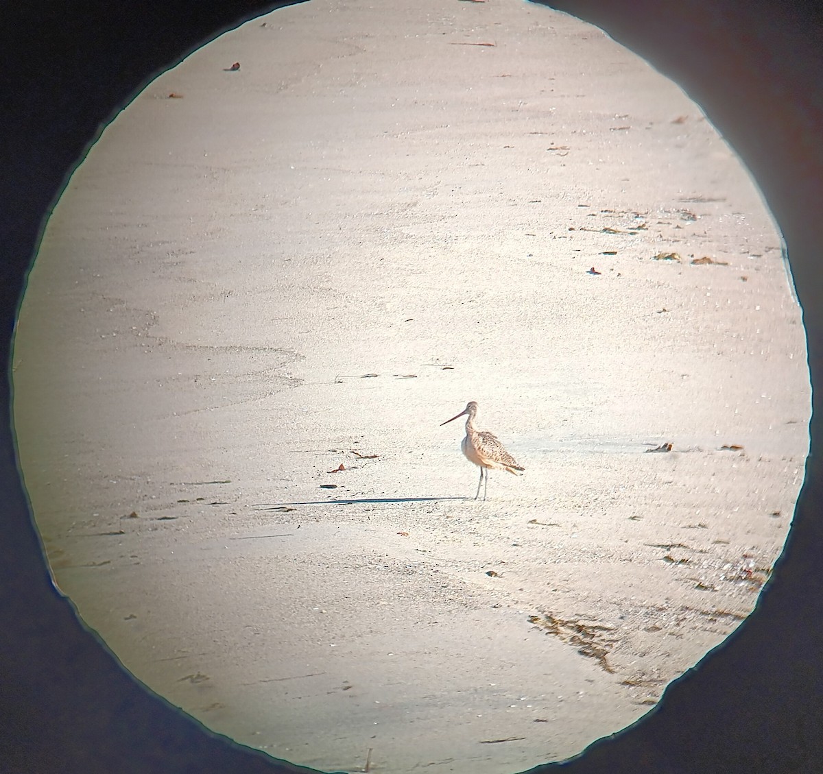 Marbled Godwit - ML643678533