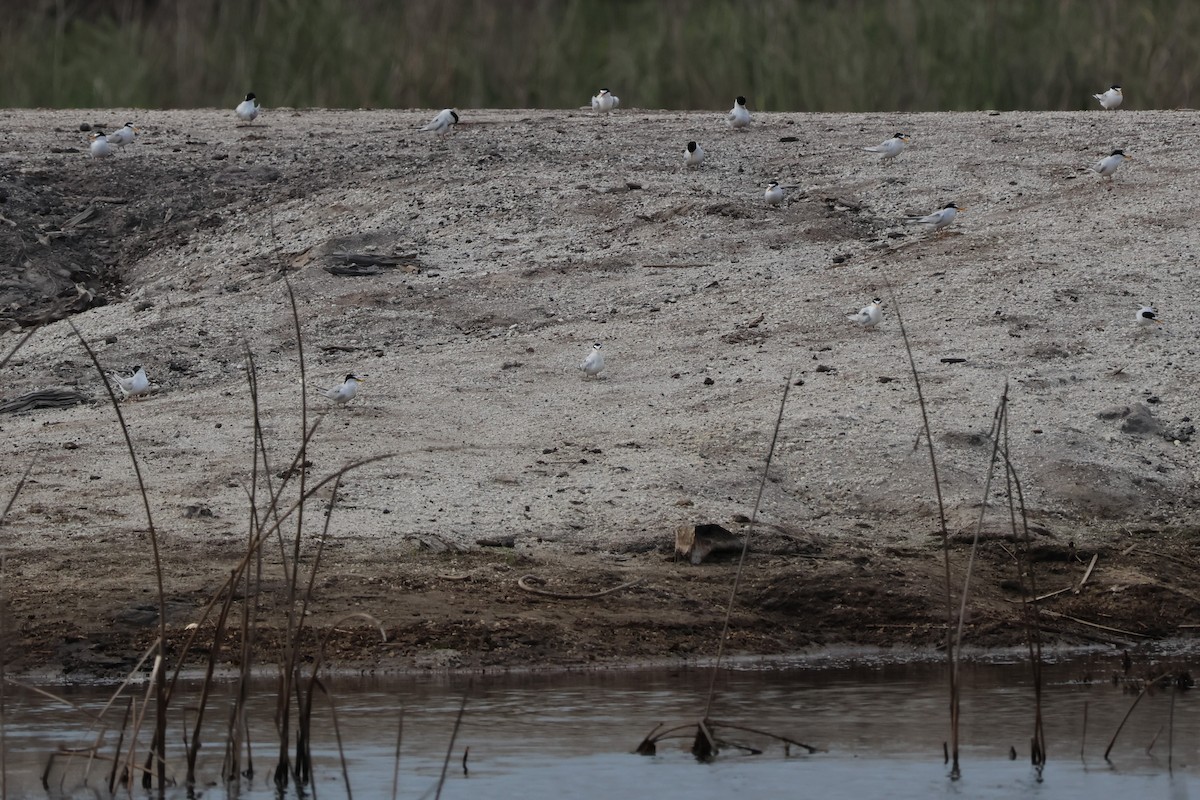 Least Tern - ML643678534