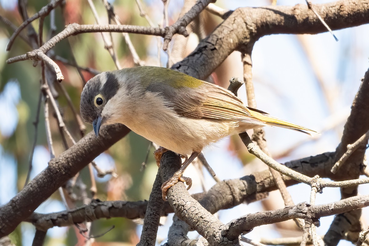 Brown-headed Honeyeater - ML643678535
