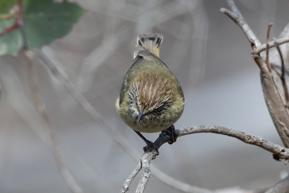 Striated Thornbill - ML643678542