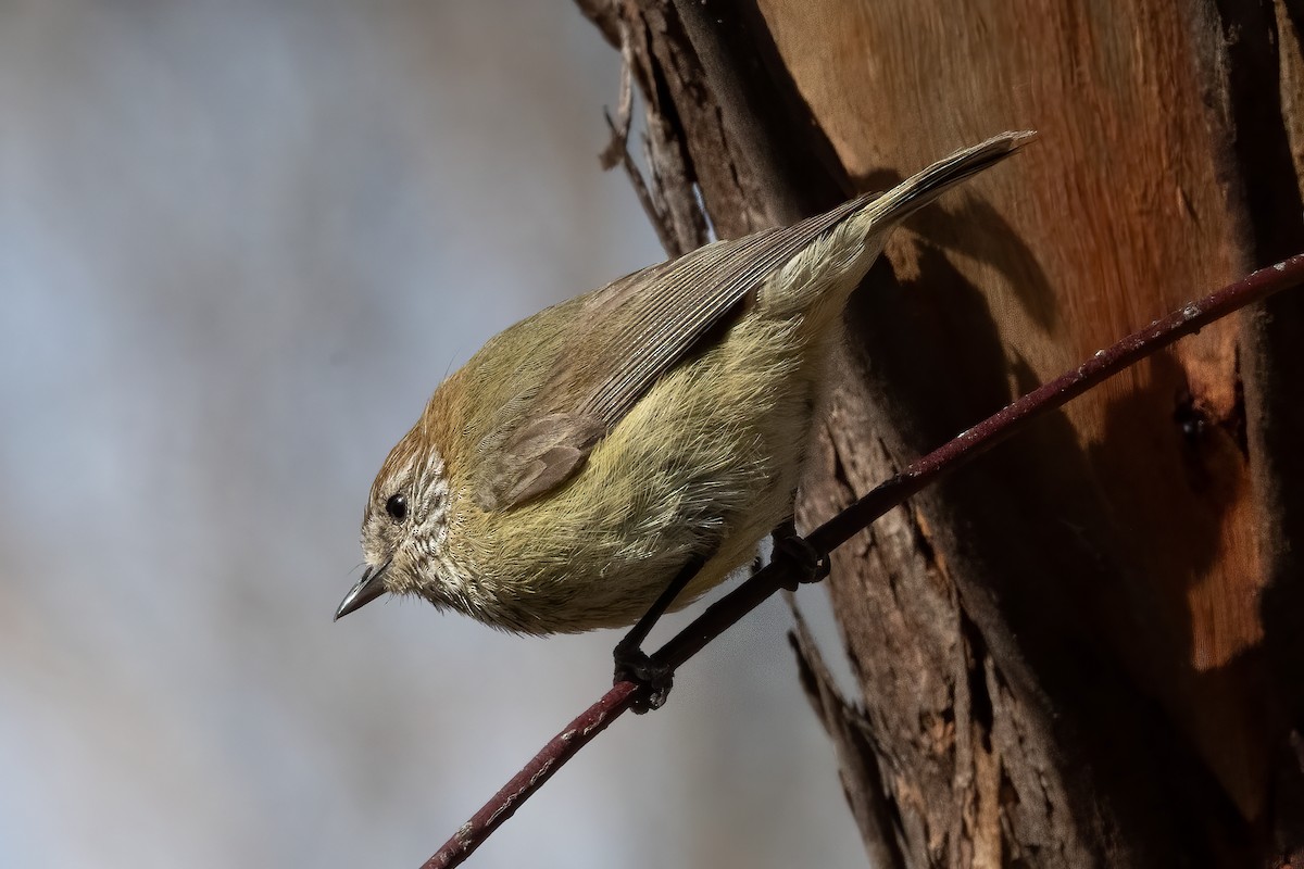 Striated Thornbill - ML643678543