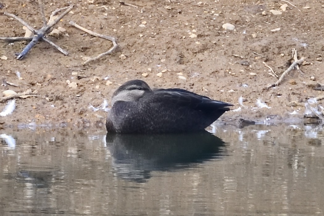 American Black Duck - ML643678544