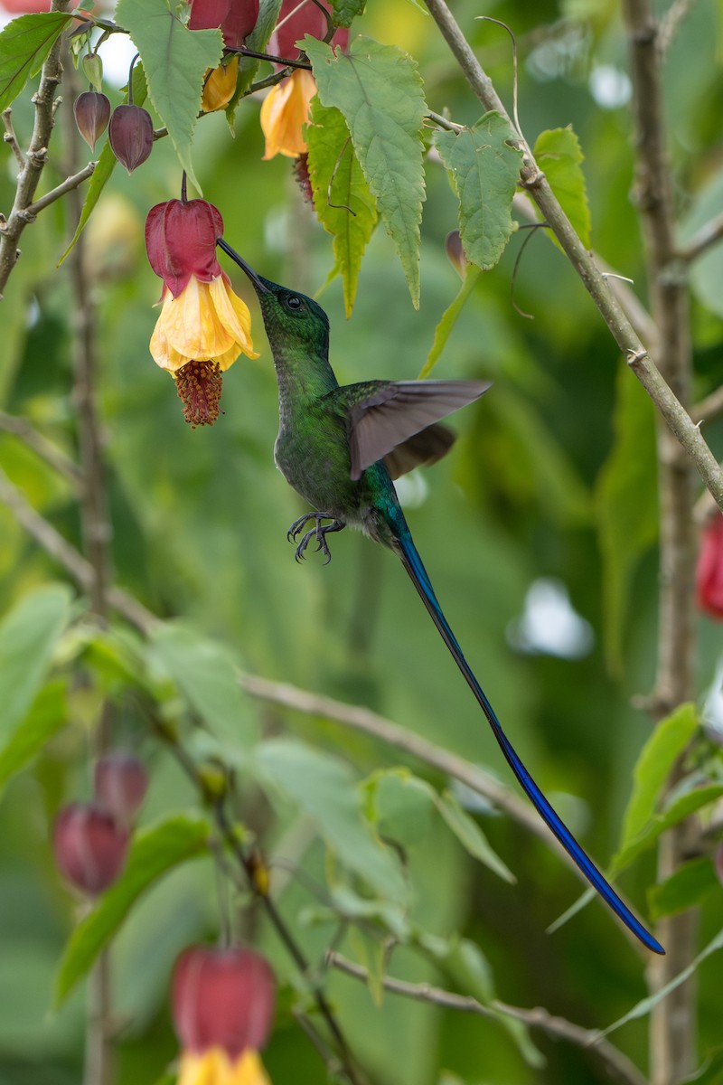 Long-tailed Sylph - ML643678551