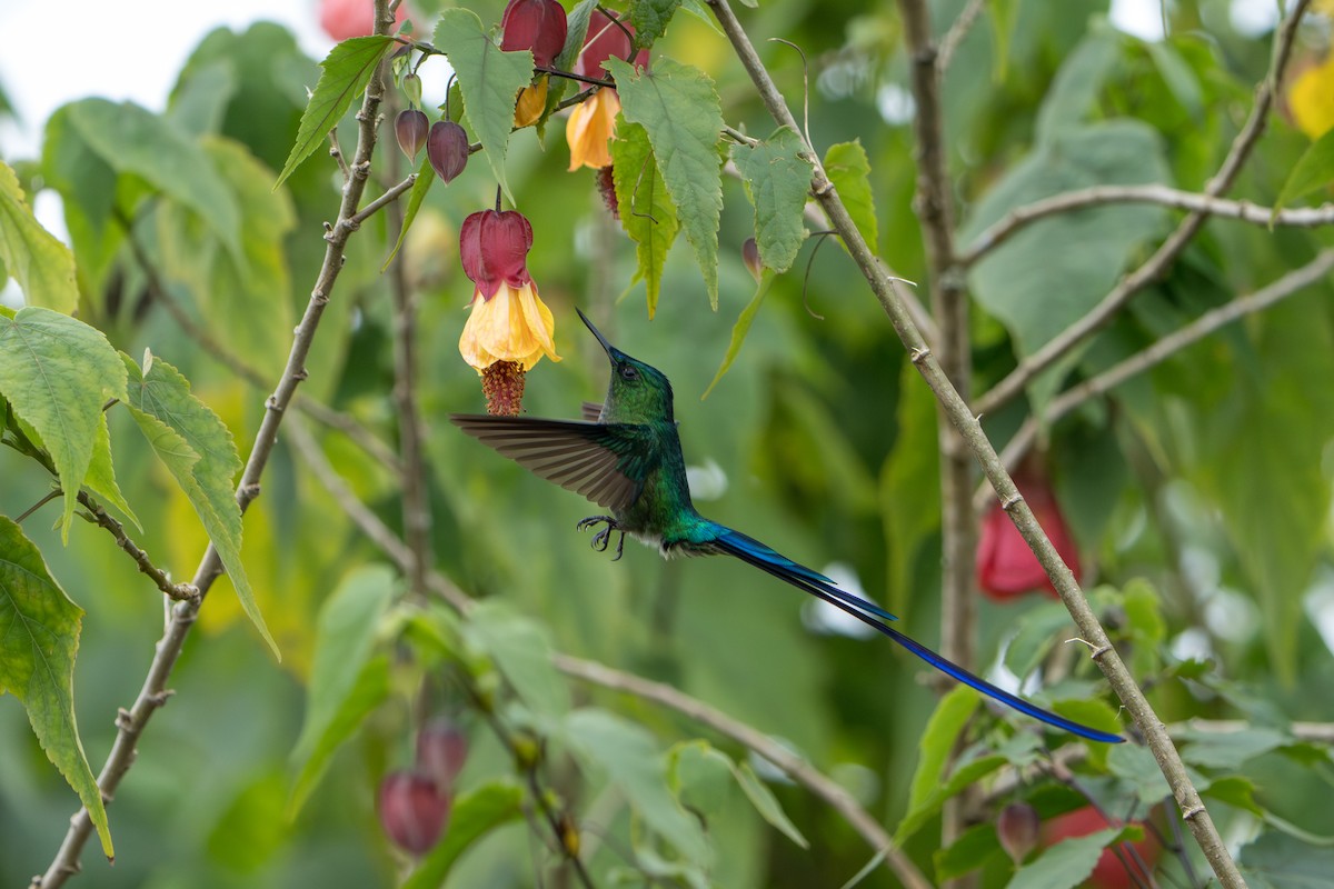 Long-tailed Sylph - ML643678552