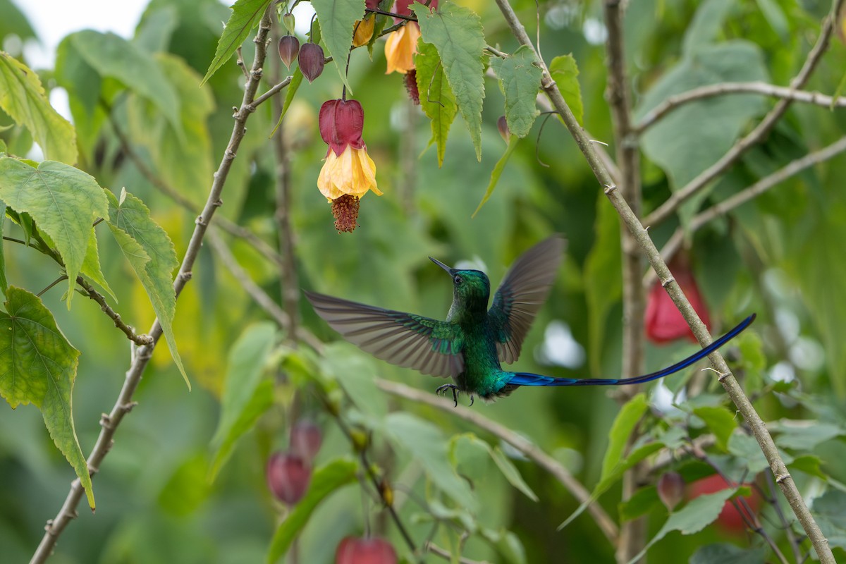 Long-tailed Sylph - ML643678553