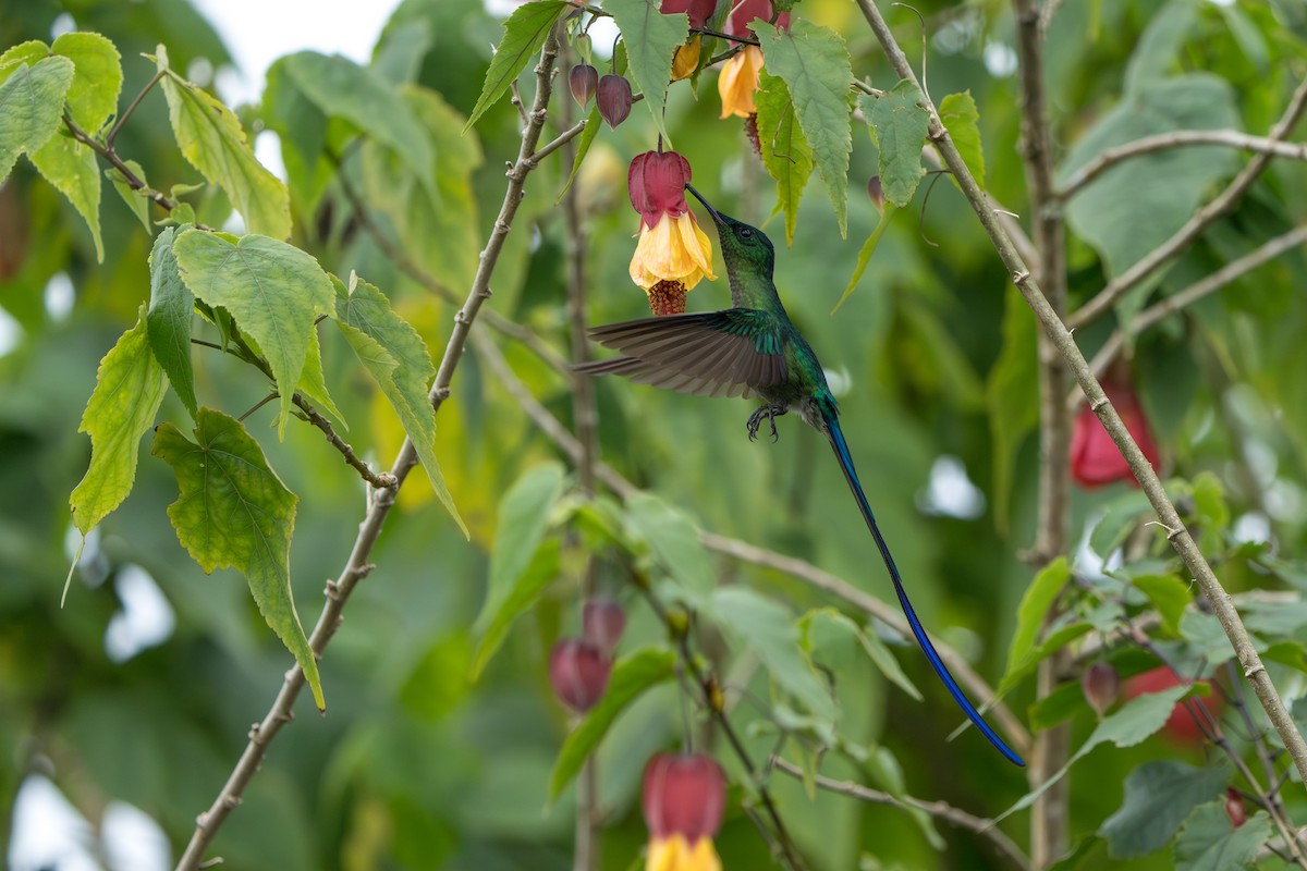 Long-tailed Sylph - ML643678554