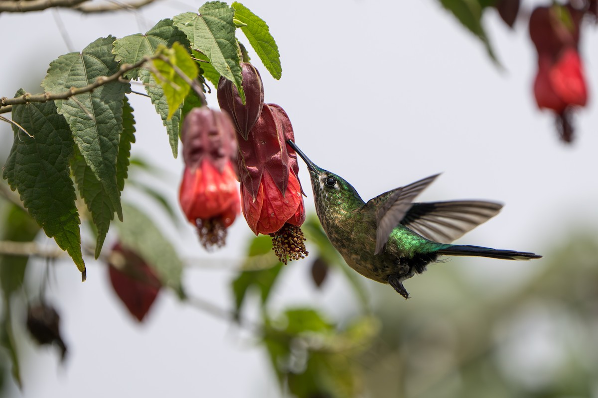 Long-tailed Sylph - ML643678558