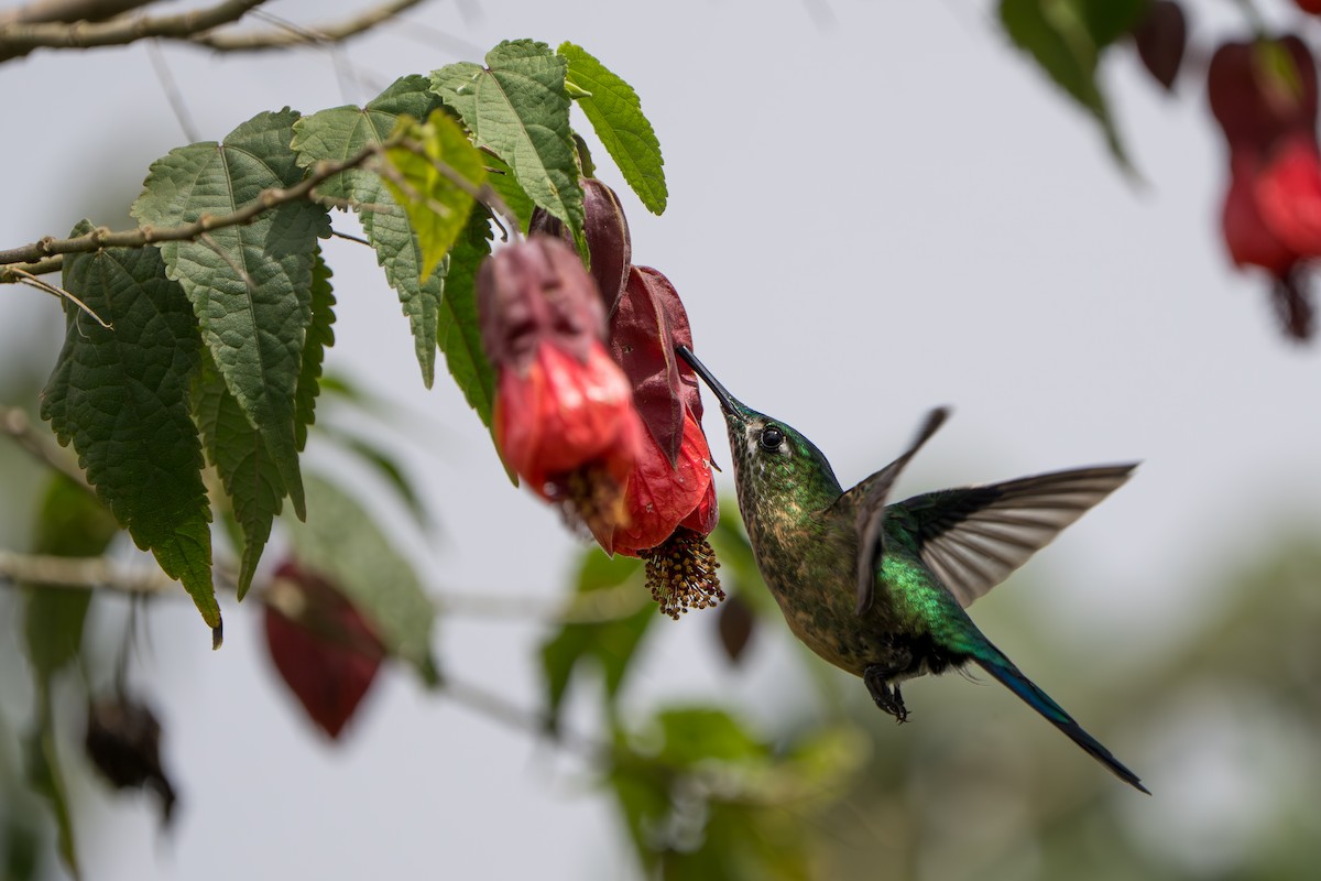 Long-tailed Sylph - ML643678559