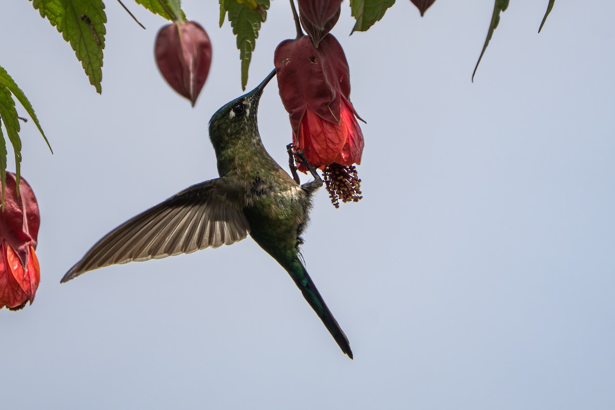 Long-tailed Sylph - ML643678560