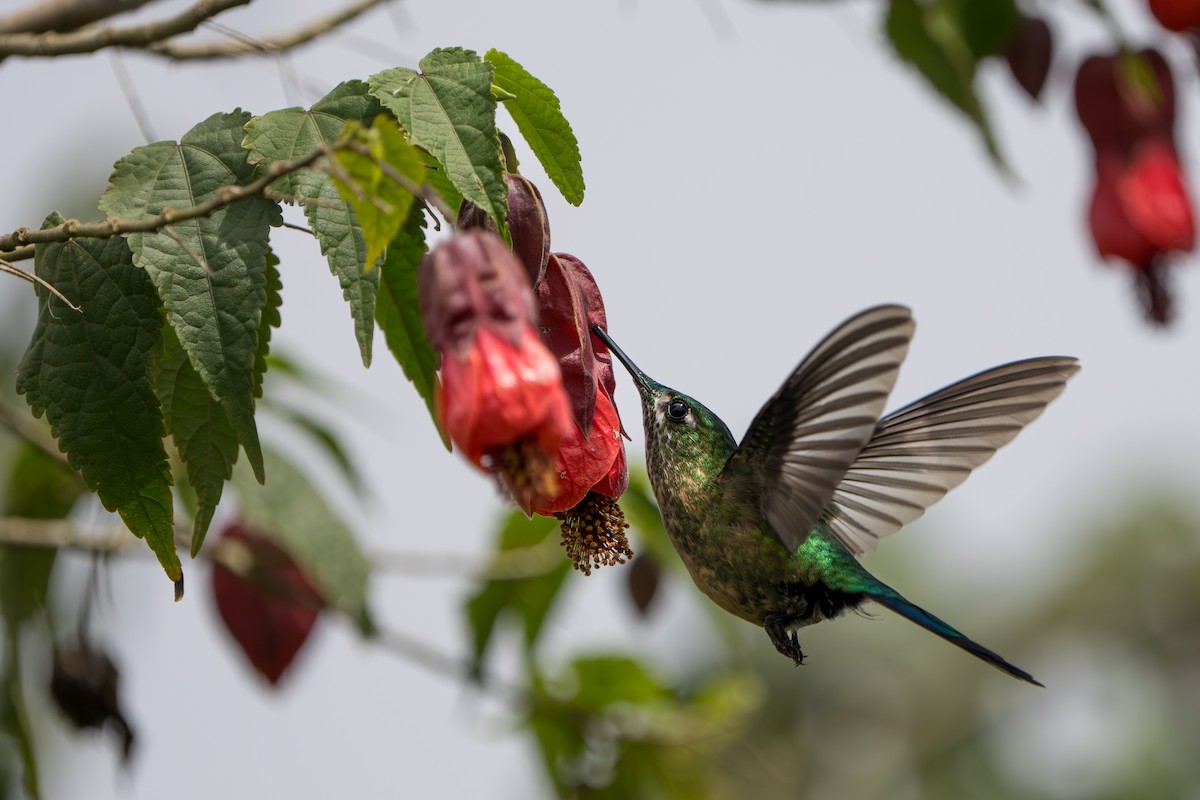 Long-tailed Sylph - ML643678561