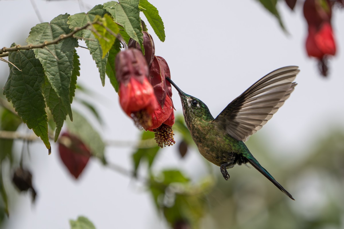Long-tailed Sylph - ML643678562