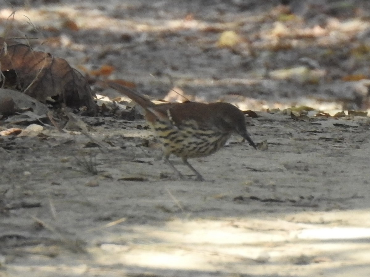 Brown Thrasher - ML643678563