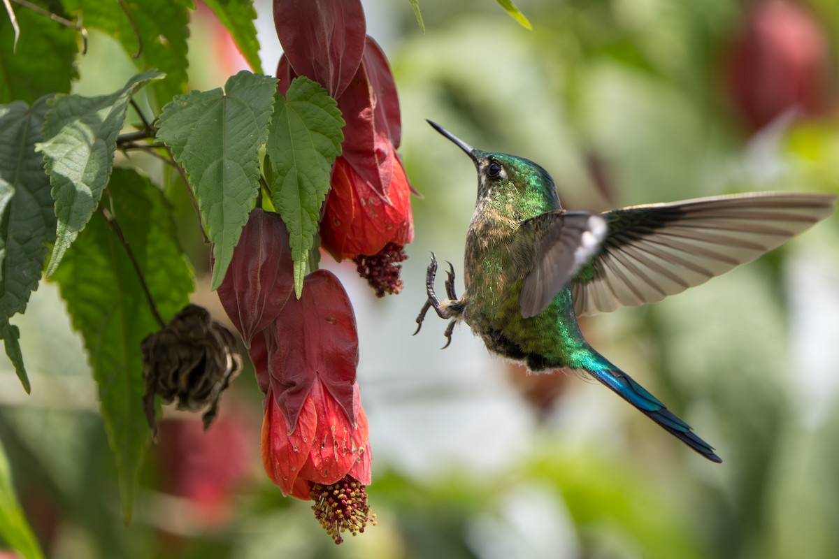 Long-tailed Sylph - ML643678571