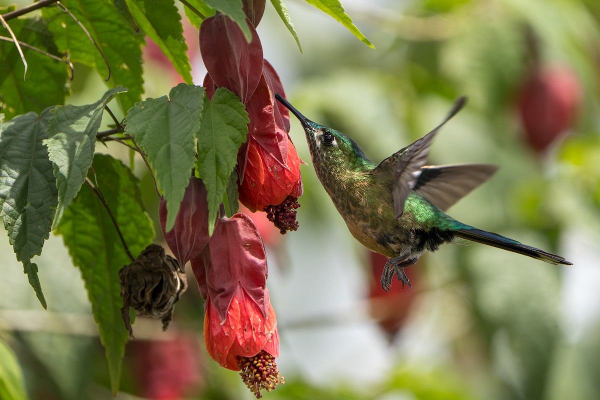 Long-tailed Sylph - ML643678572