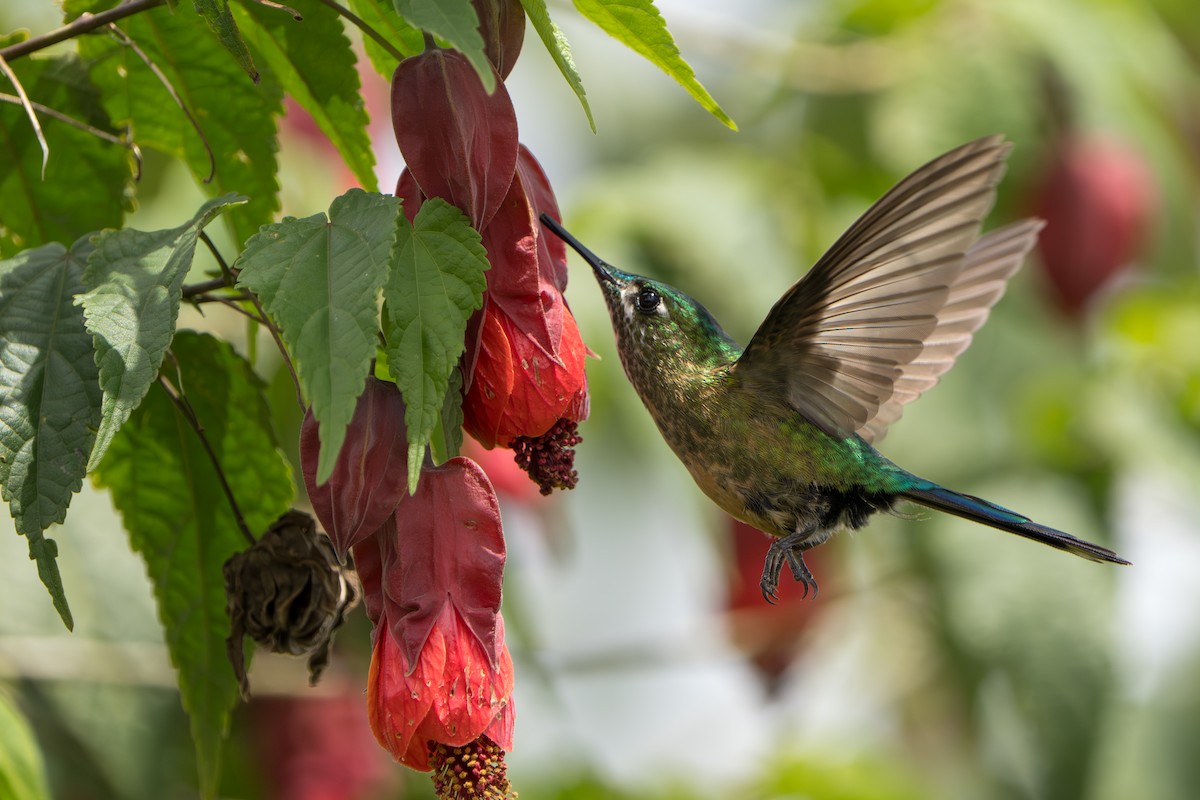 Long-tailed Sylph - ML643678573
