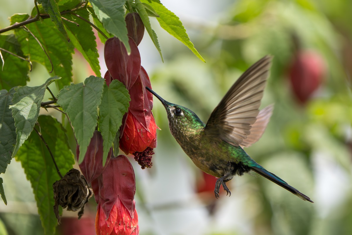 Long-tailed Sylph - ML643678574