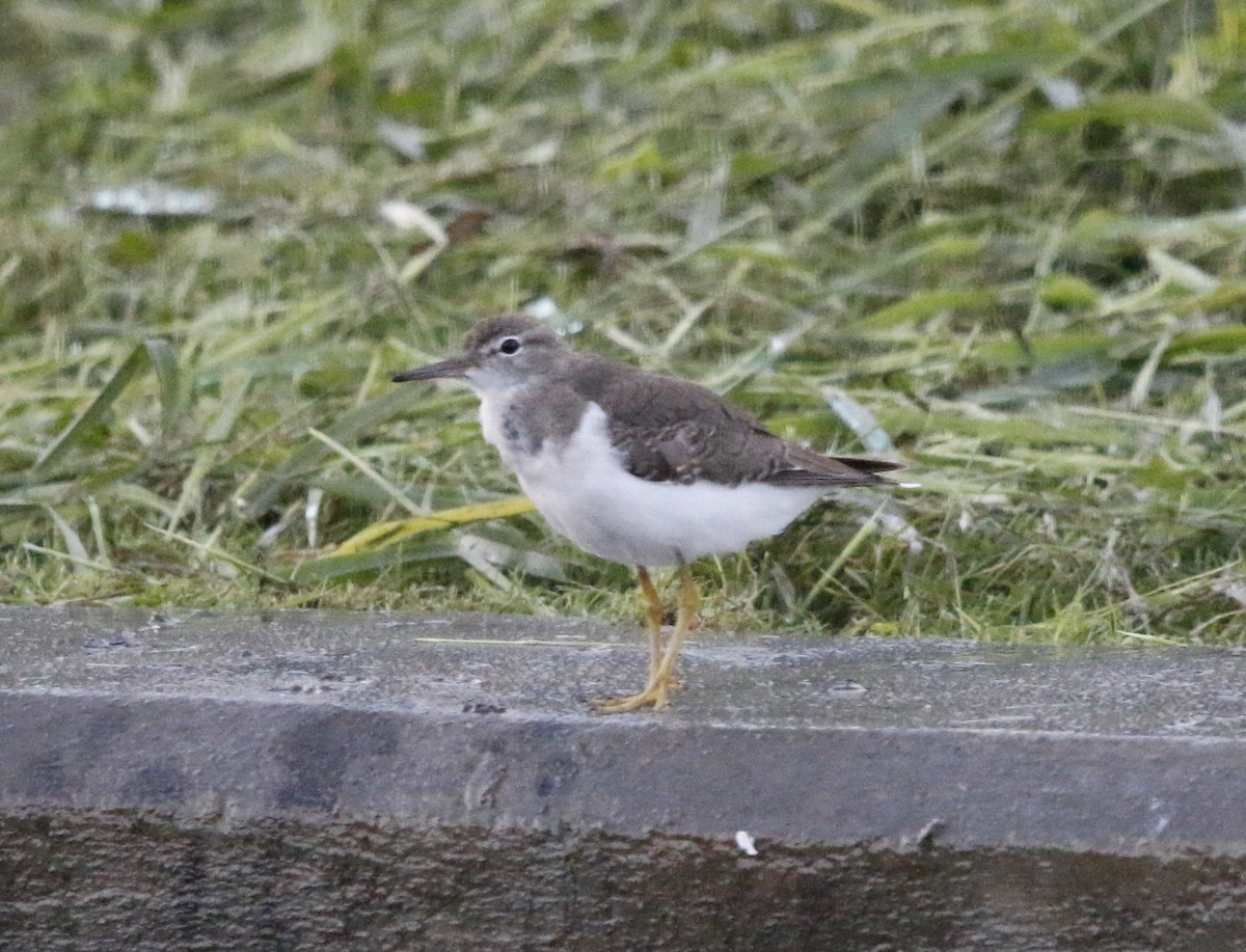 Spotted Sandpiper - ML643678579