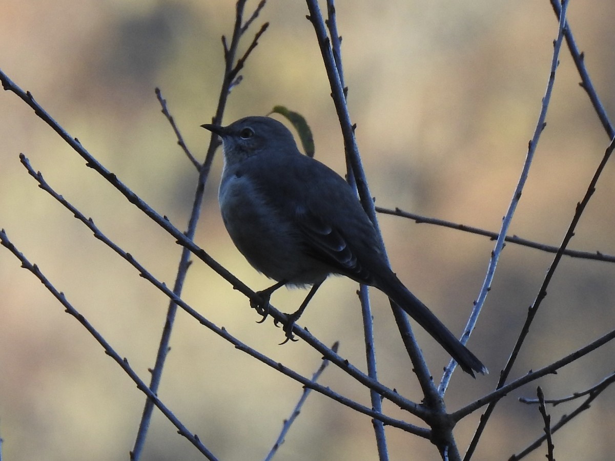 Northern Mockingbird - ML643678599