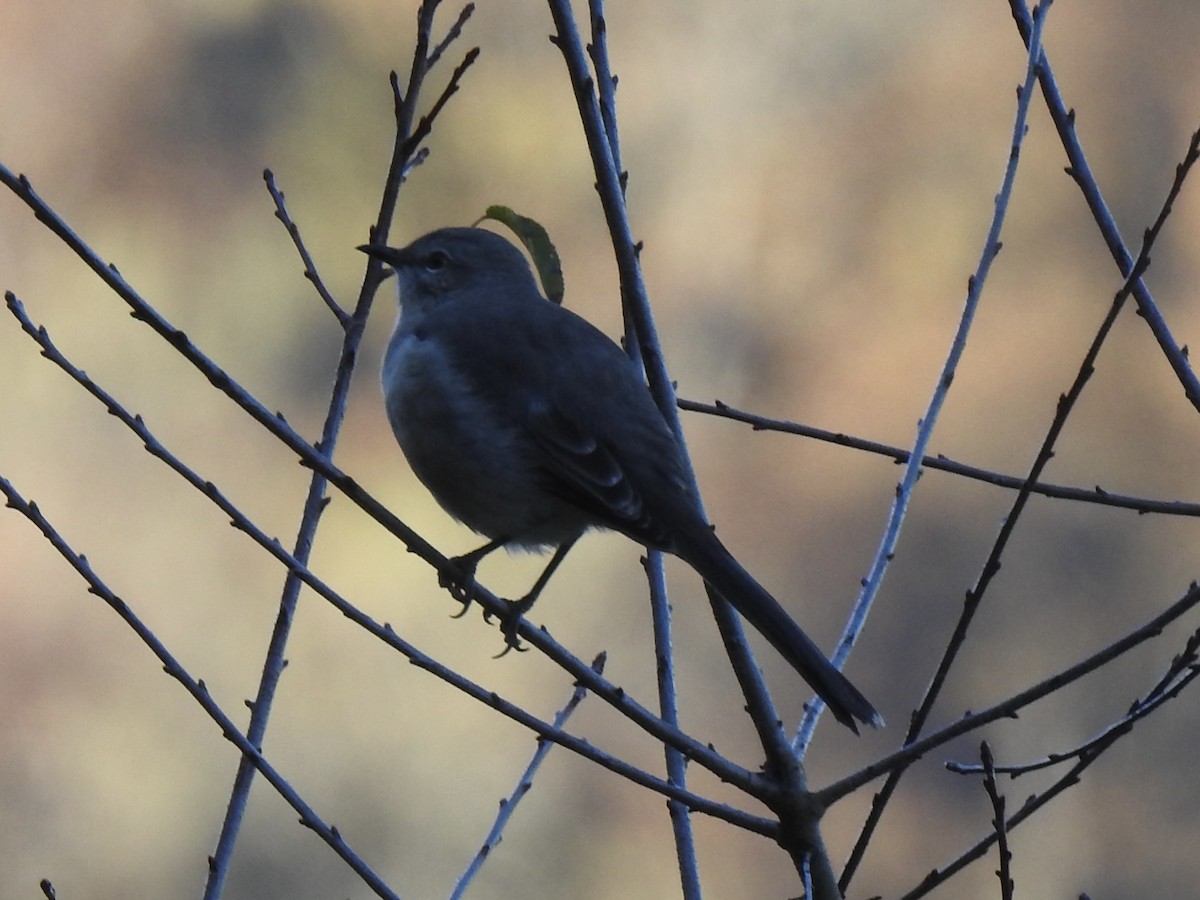 Northern Mockingbird - ML643678600