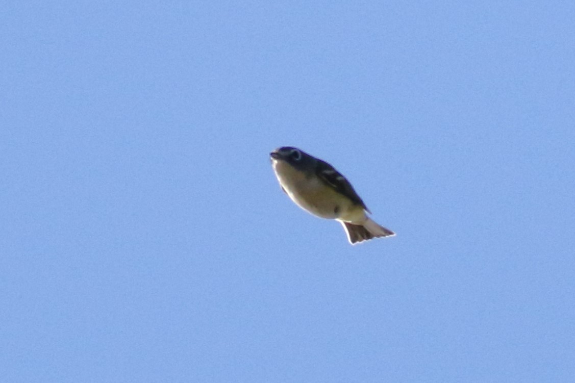 Blue-headed Vireo - ML643678605