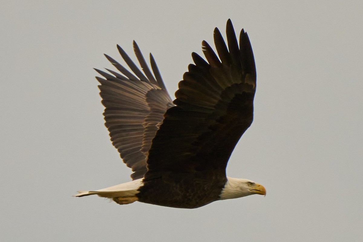 Ak Başlı Kartal - ML643678607