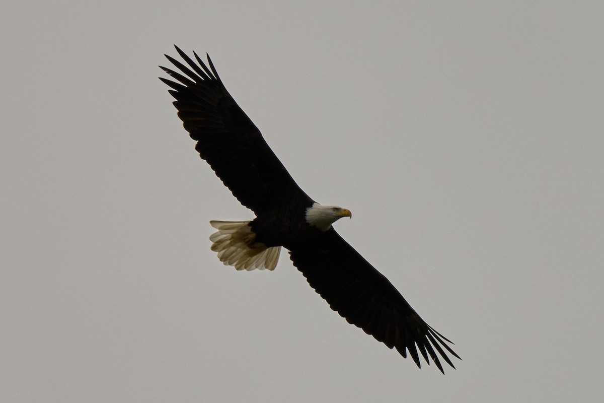 Ak Başlı Kartal - ML643678612