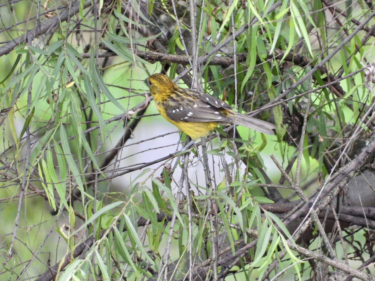 Golden Grosbeak - ML643678623