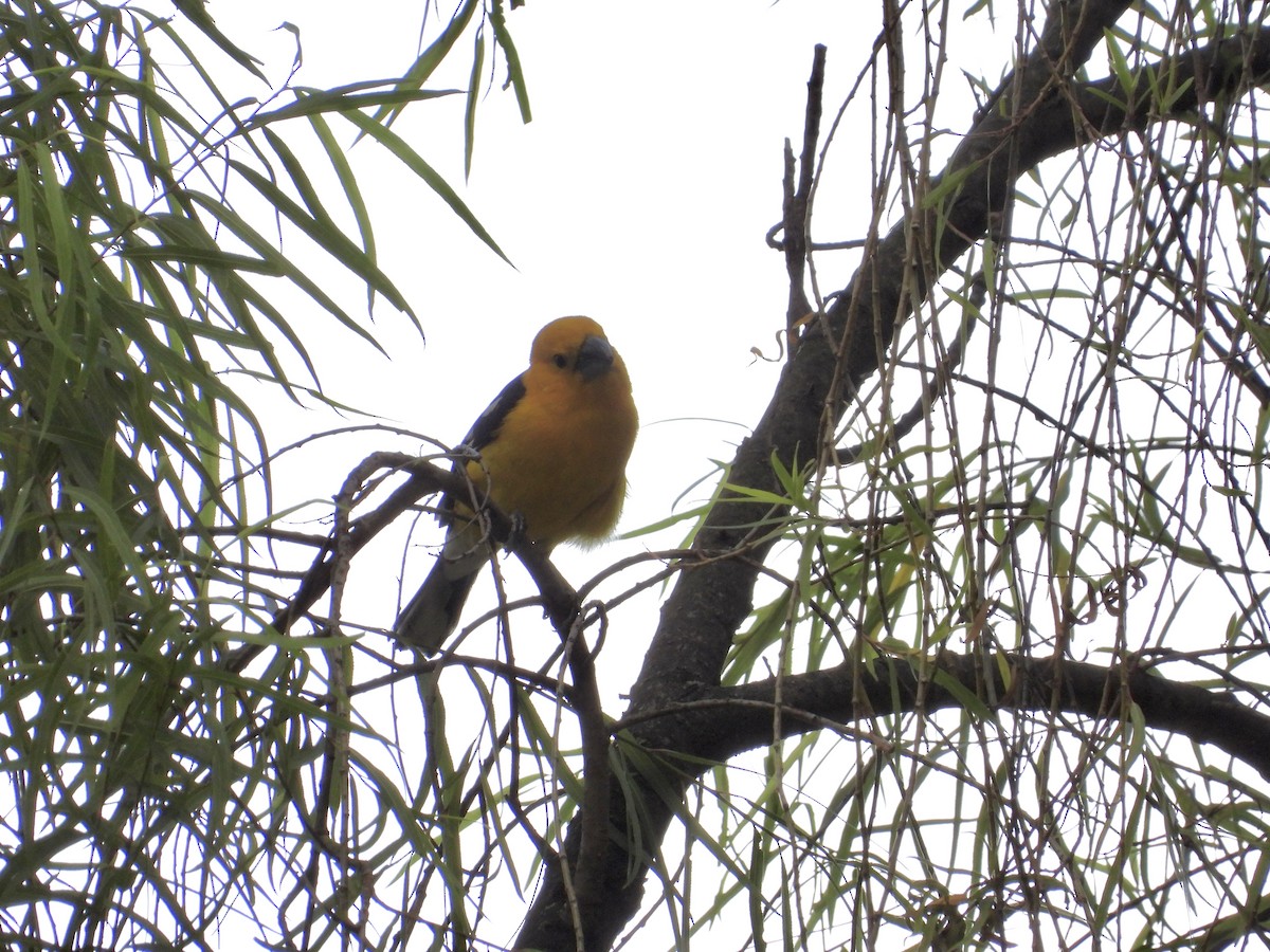 Golden Grosbeak - ML643678624